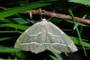 Hylaea fasciaria